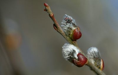 Close-up of red rose