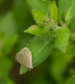 Close-up of butterfly on leaf