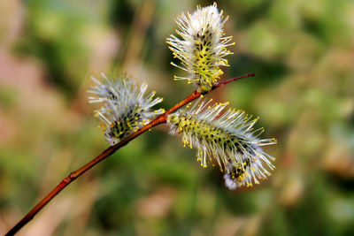 Close-up of flowering plant