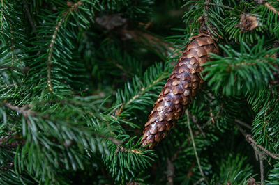 Close-up of pine cone on branch