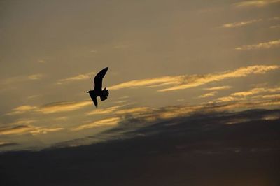 Silhouette of birds flying against sky at sunset
