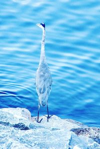 Seagull perching on a rock in sea