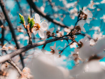 Low angle view of cherry blossoms in spring