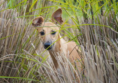 Portrait of greyhound in tall grass