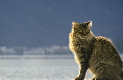 Cat sitting against sky