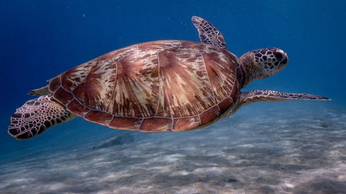 Close-up of turtle swimming in sea