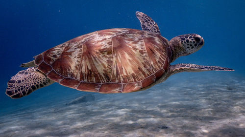 Swimming green sea turtle at pagkilatan