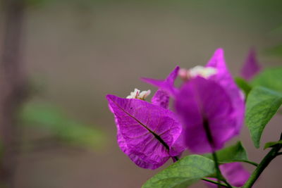 Close-up of bougainvillea blooming outdoors