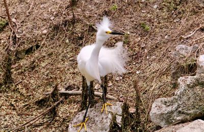 High angle view of bird perching on rock