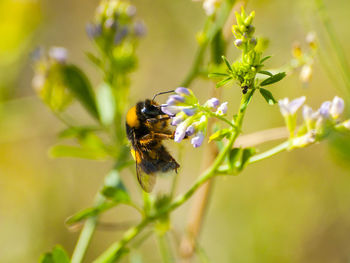 Close-up of insect pollinating on flower