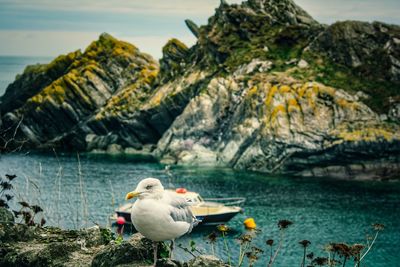 High angle view of seagull on rock by lake