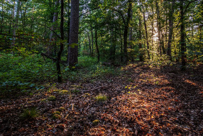 Trees in forest during autumn