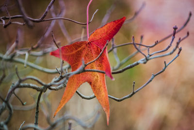 Close-up of autumn leaves on branch