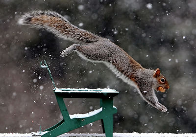 Close-up of squirrel on snow
