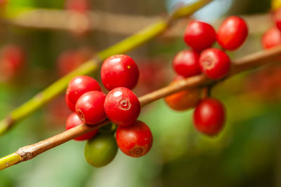 Close-up of red berries growing on tree