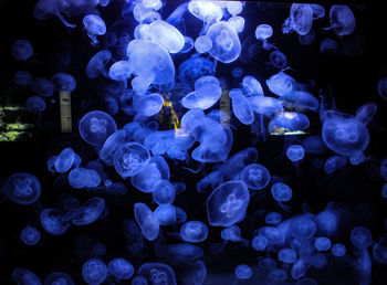 The beauty of a group of simples jellyfishes.