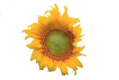 Close-up of sunflower against white background