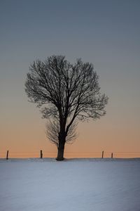 Bare tree on snow covered landscape against clear sky