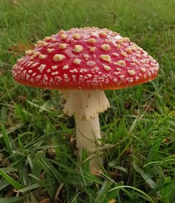Close-up of mushroom on field