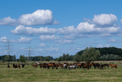 Horses grazing in a field