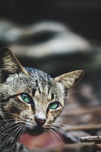 Close-up portrait of tabby cat