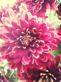 Close-up of pink flowers