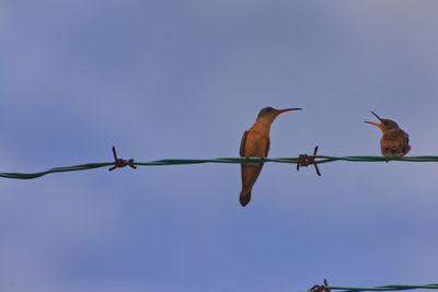 Low angle view of birds perching on metal against sky
