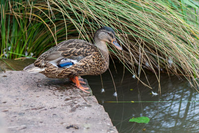 Mallard duck in lake