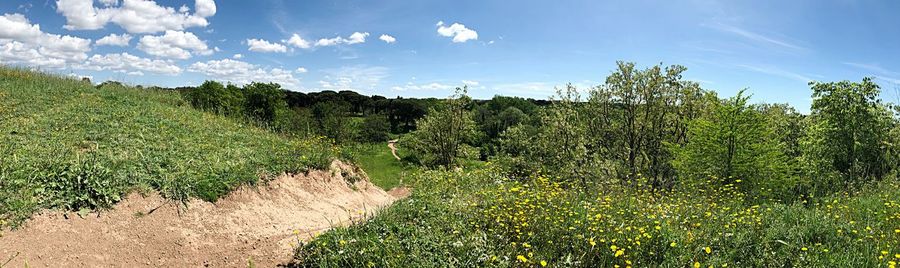 Panoramic shot of trees on field against sky