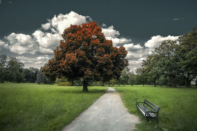 Trees in park against sky