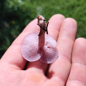 Close-up of hand holding leaf