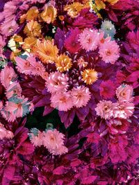 High angle view of pink flowering plant