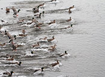 High angle view of birds swimming in sea