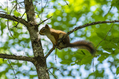 Low angle view of squirrel on tree