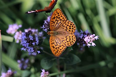 Butterfly on purple flower