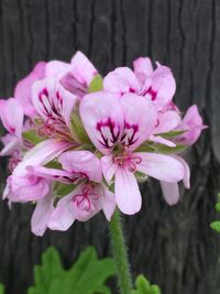 Close-up of pink flowers