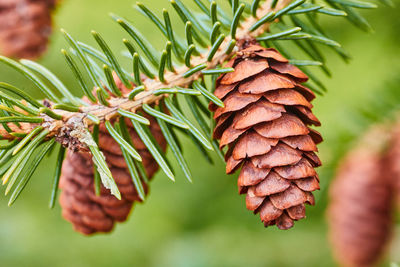 Close-up of pine tree