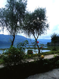 Tree by sea against sky
