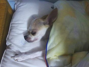 Close-up of a dog sleeping