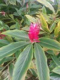 Close-up of pink flower