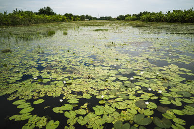 Water lily in lake