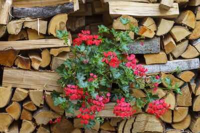 Stack of flowering plants in log