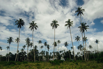 Palm trees on field against sky