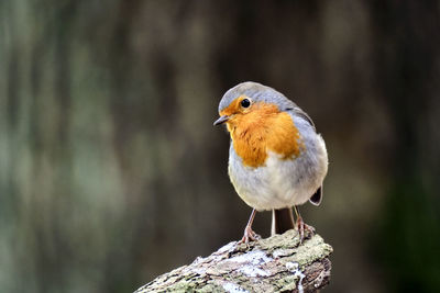 Close-up of bird perching on rock