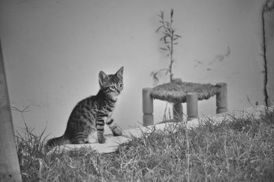 Cat sitting on a field