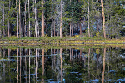 View of pine trees in lake