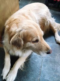 High angle view of dog resting on floor at home