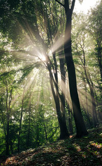 Sunlight streaming through trees in forest