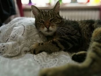 Close-up of cat relaxing