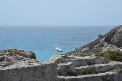 Seagull on rock by sea against sky